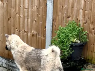 Akita dogs Akita Pups. - Advert 6