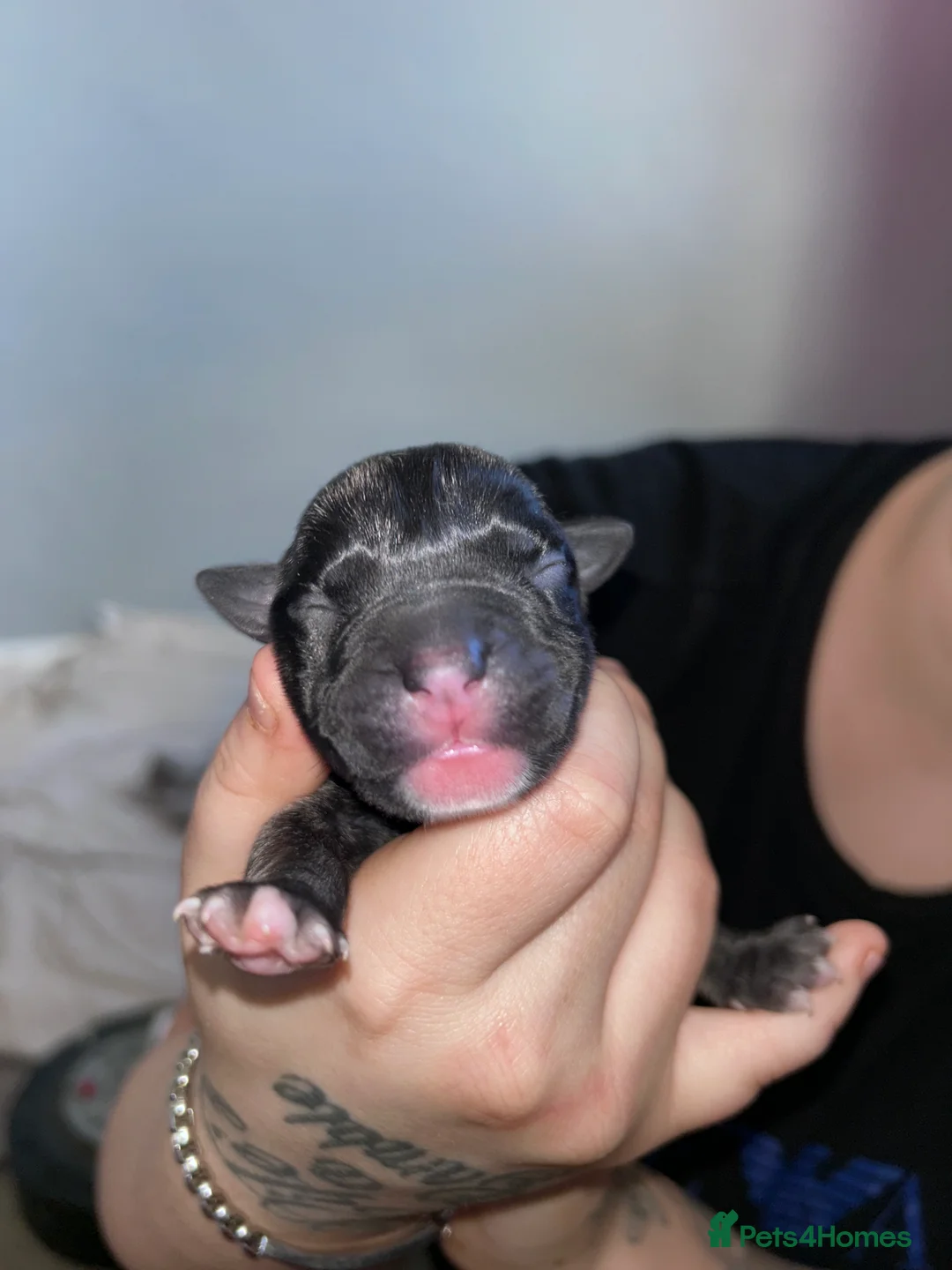 Mixed Breed dogs for sale: Beautiful home bred puppies for sale  - Advert 2