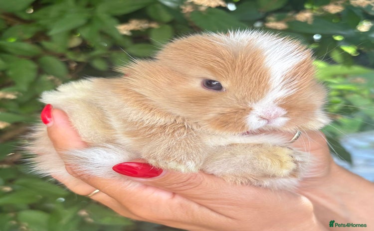 Mini Lop rabbits - Advert 12