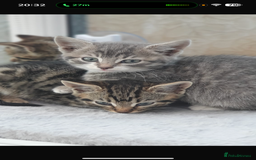 Mixed Breed cats for sale: Gorgeous kittens  - Image 7