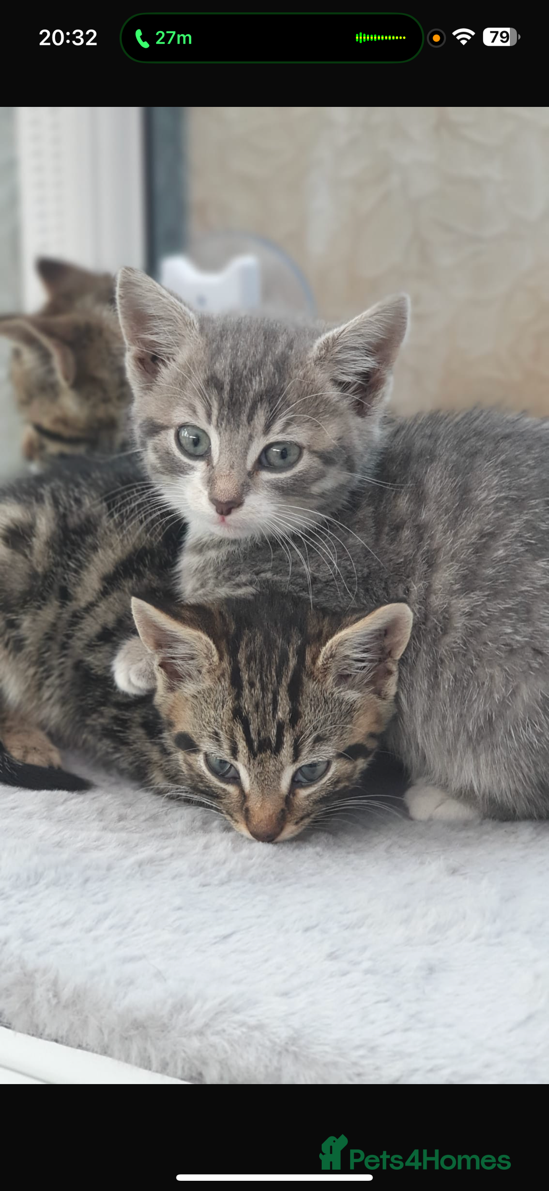 Mixed Breed cats for sale: Gorgeous kittens  - Image 7