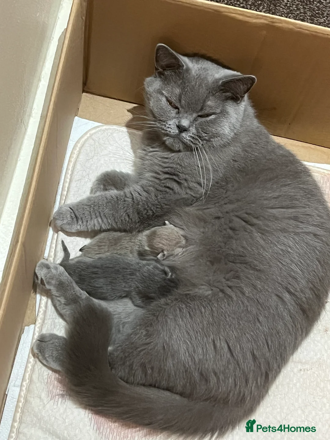 British Shorthair cats for sale: Cute and cuddly British Shorthaired kittens  - Advert 29