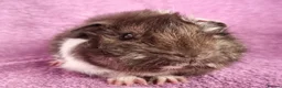 Guinea Pig rodents for sale: Beautiful Male Baby Guinea Pigs for sale  - Advert 5