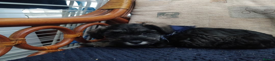 Miniature Schnauzer Puppy 1