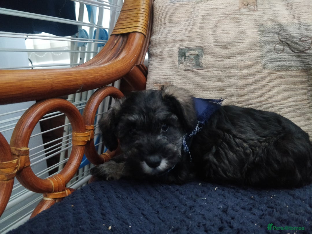 Miniature Schnauzer dogs for sale: Miniature Schnauzer for sale - Image 5