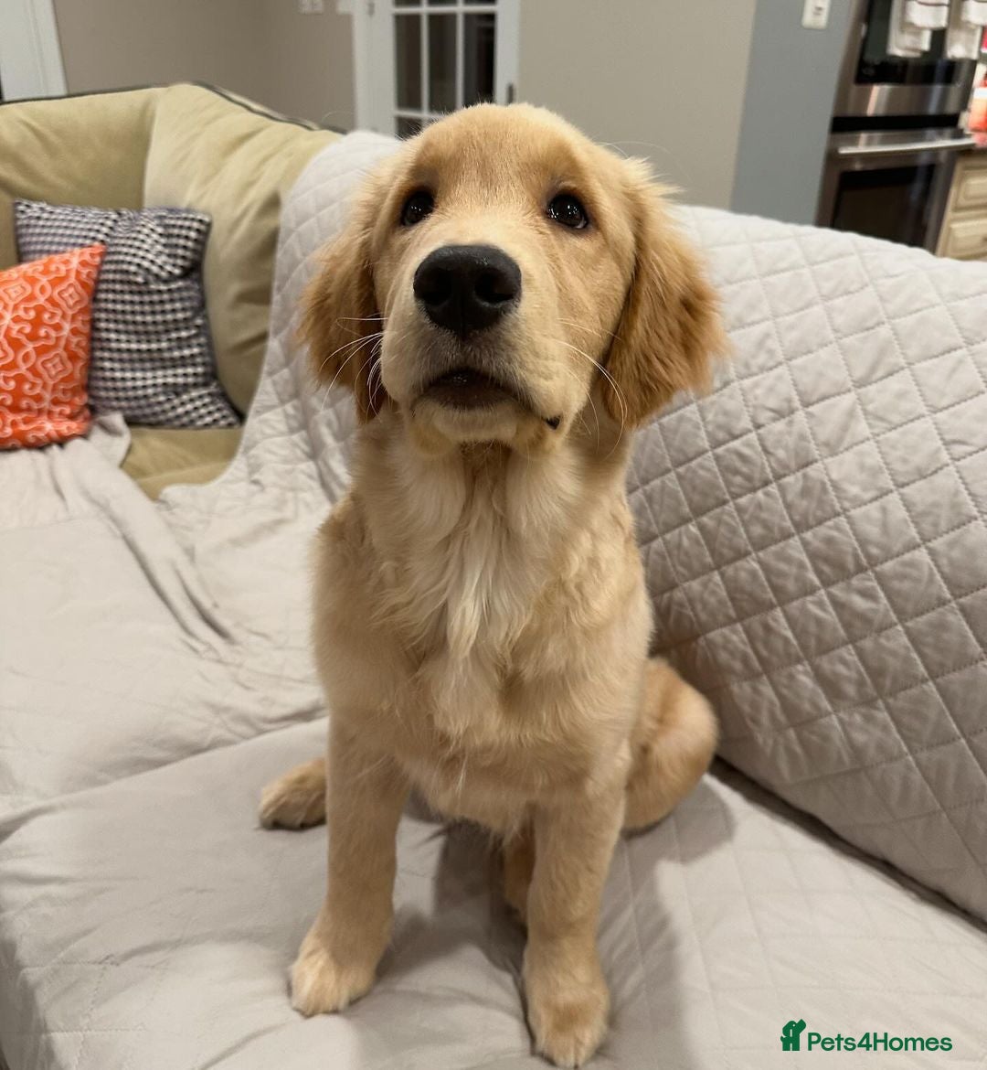 Golden Retriever dogs for sale: Simba – Handsome Golden Retriever Puppy - Image 8