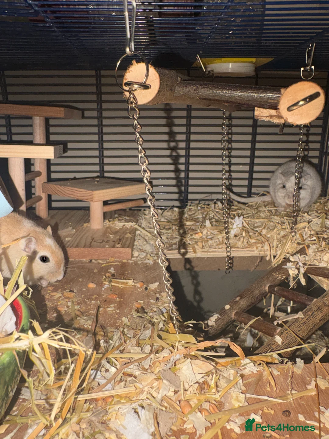 Gerbil rodents for sale: Two gerbils and cage for free in Hull - Advert 3