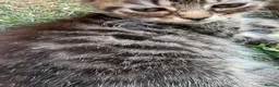 Mixed Breed cats for sale: Gorgeous kittens for sale ready now.  - Advert 4