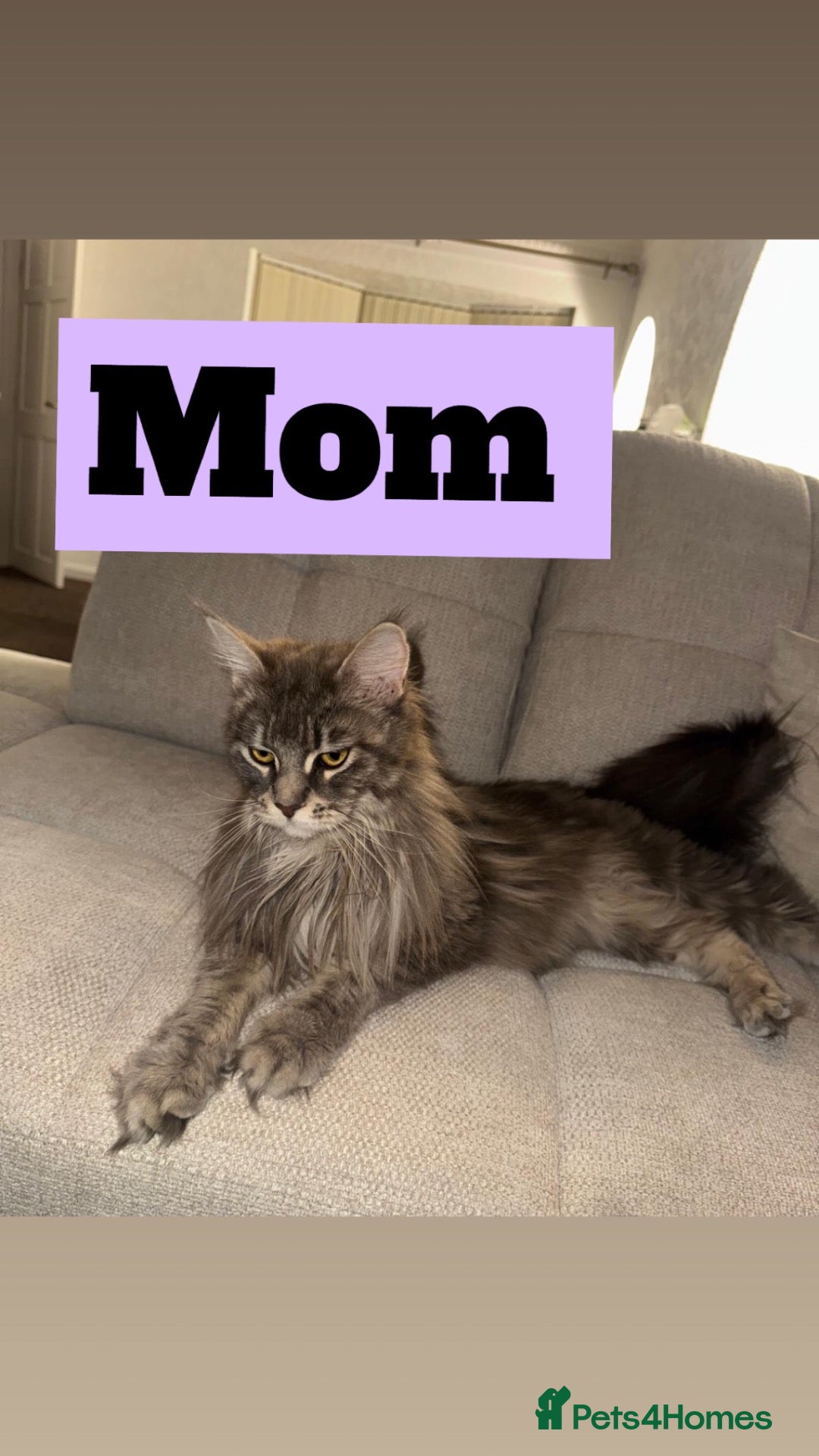 Maine Coon cats Pure Maincoon Kittens  - Advert 1