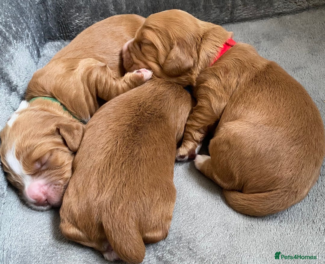 Labrador Retriever dogs for sale: 3 VERY DARK RED W/COCKER SPANIEL BOYS AVAILABLE  - Image 6