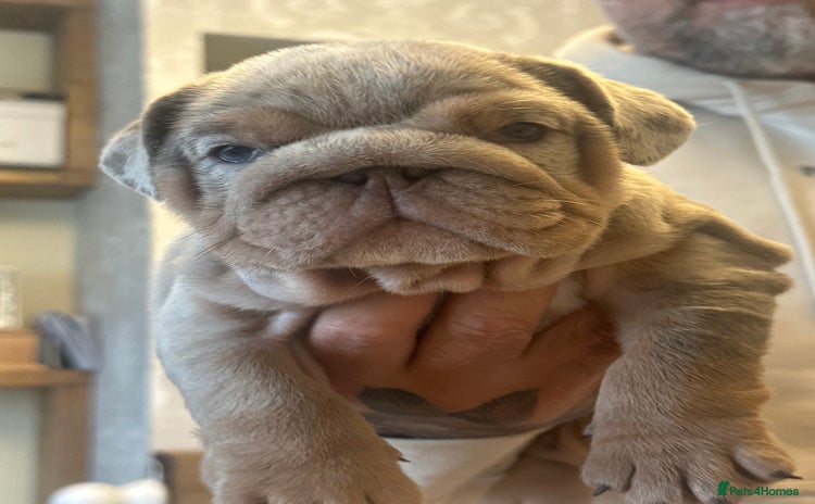 English Bulldog dogs - Advert 4