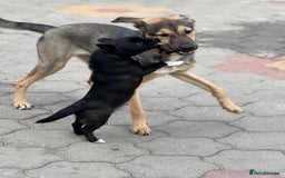 Mixed Breed dogs for adoption: MOCHI – a Superb young Girl for a Loving Home - Advert 12