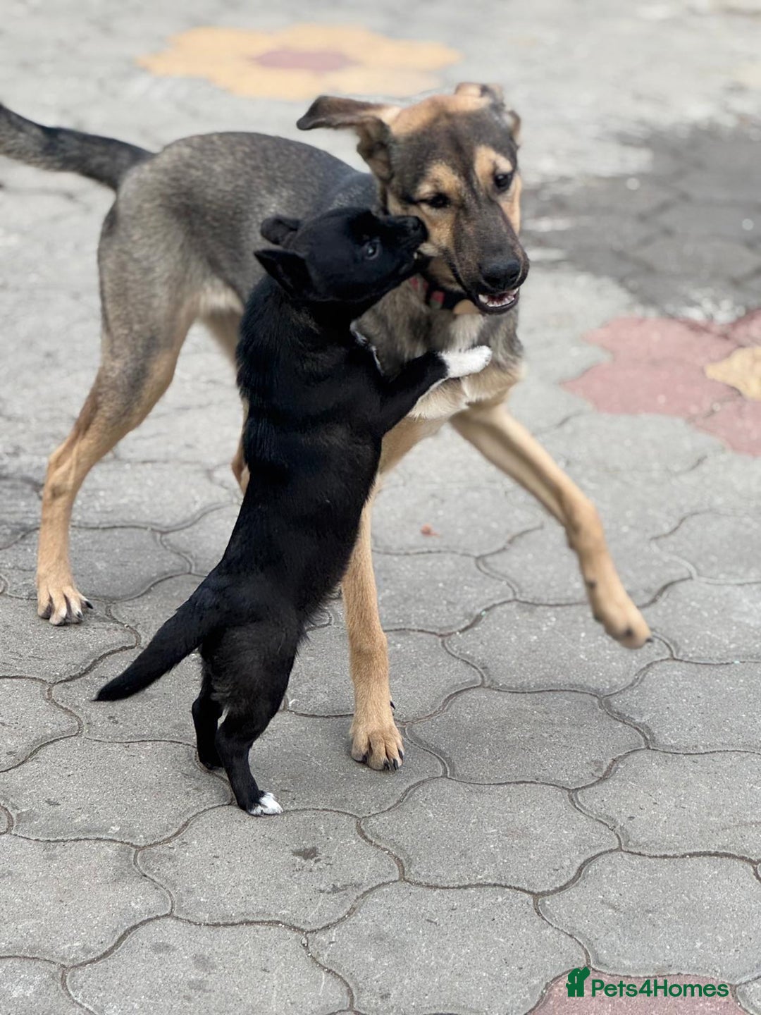 Mixed Breed dogs for adoption: MOCHI – a Superb young Girl for a Loving Home - Advert 12