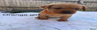 Orange girl
