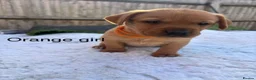 Labrador Retriever dogs for sale: Labrador puppies - Advert 10