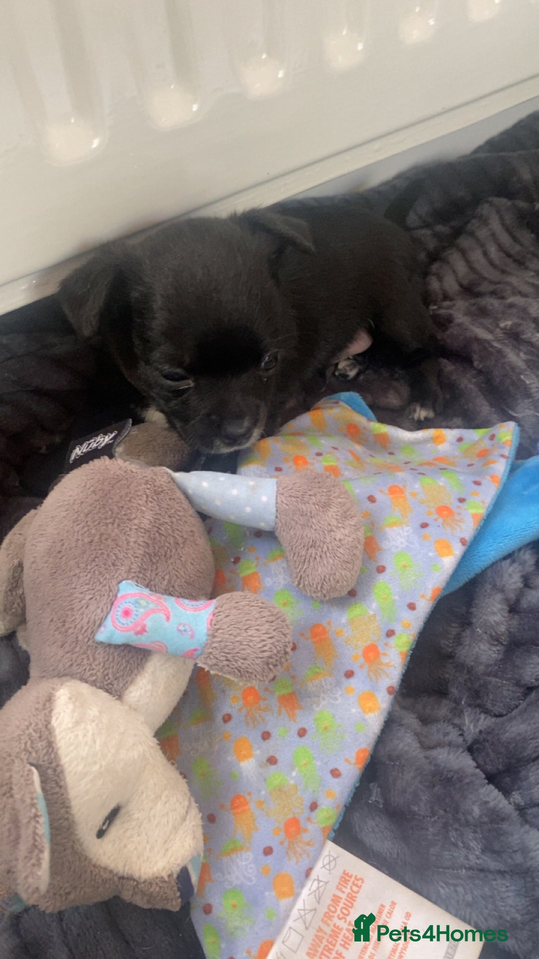 Chihuahua dogs for sale: Chihuahua - Full breed puppies - Image 21