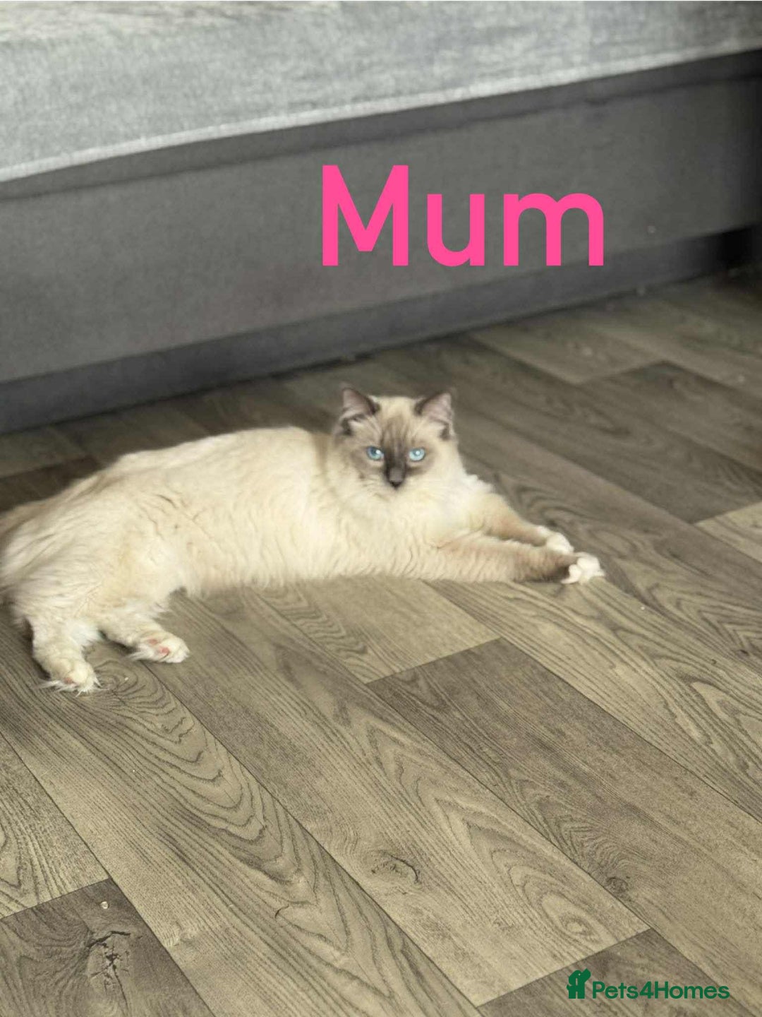Ragdoll cats for sale: Ragdoll kitten - Image 6