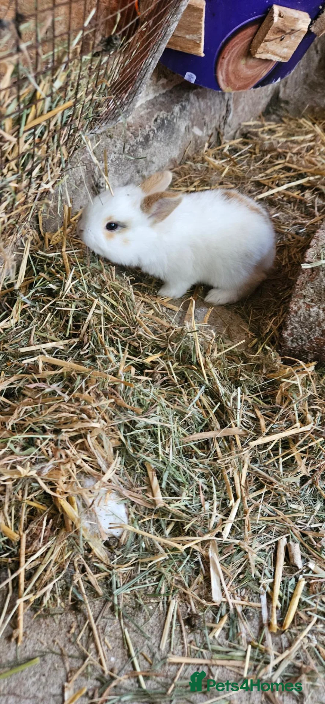 Mixed Breed rabbits for sale: They are friendly rabbits 💕 - Advert 34