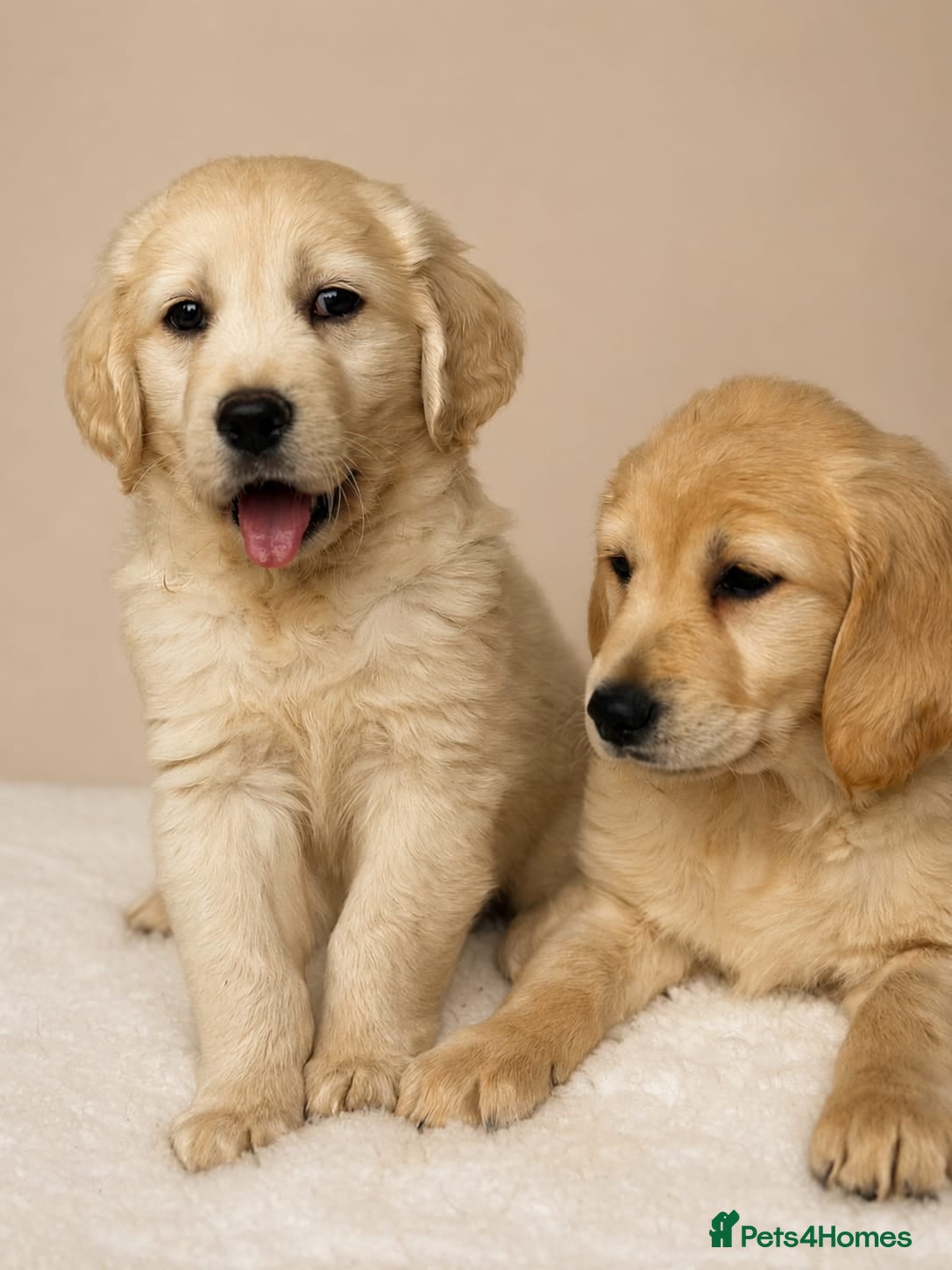 Golden Retriever dogs Golden retriever puppies - Advert 1