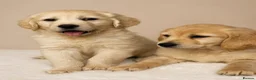 Golden Retriever dogs for sale: Golden retriever puppies - Advert 3