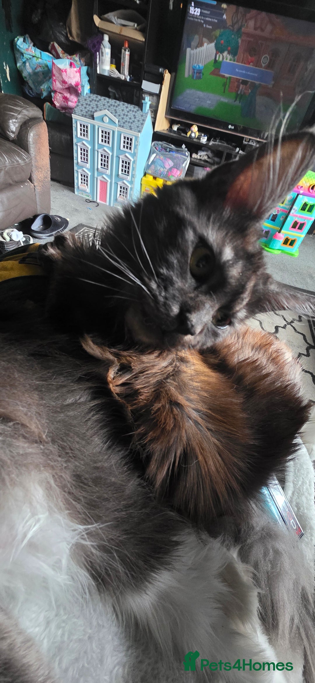 Maine Coon cats for sale: Beautiful Maine Coon Kittens Available - Advert 8