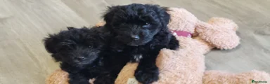 Yorkiepoo 2