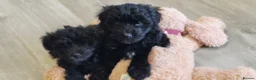 Yorkiepoo dogs for sale:  YORKIEPOOS PUPPIES  FROM LICENSED BREEDER.  - Advert 18