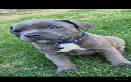 Staffordshire Bull Terrier dogs for sale: Blue Staffordshire bull terrier  - Image 15