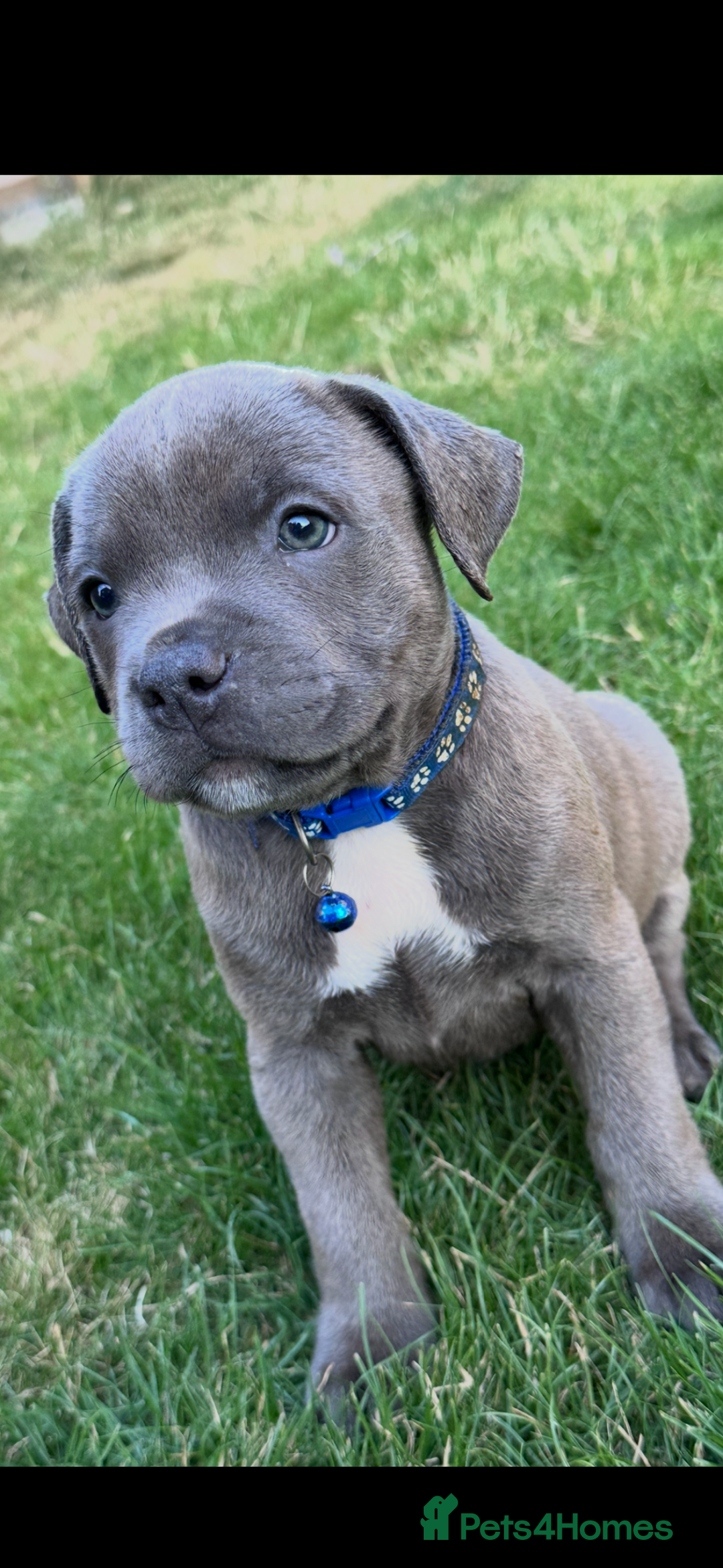Staffordshire Bull Terrier dogs for sale: Blue Staffordshire bull terrier  - Image 15