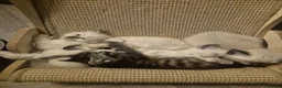 Snowshoe cats for sale: Beautiful snowshoe mixed Norwegian forest  - Advert 11