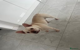 French Bulldog dogs for sale: Platinum L4 Flurry Carrier French Bulldog - Image 4