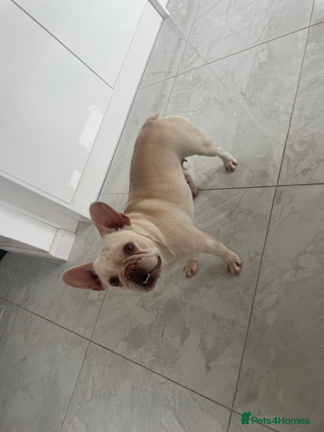 French Bulldog dogs for sale: Platinum L4 Flurry Carrier French Bulldog - Image 4