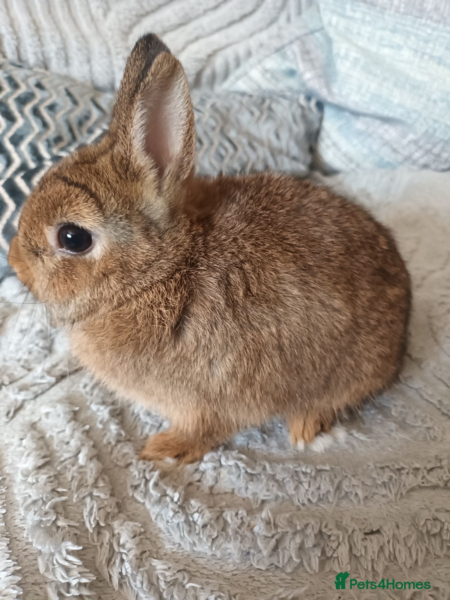 Netherland Dwarf rabbits Beautiful nertherland dwarf buck - Advert 1