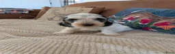 Cockapoo dogs for sale: Gorgeous cockapoos  *2 boys available* - Advert 5