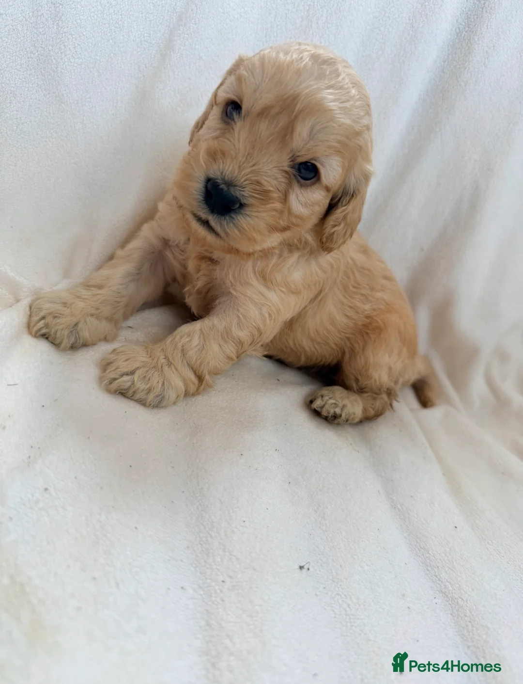 Cockapoo dogs for sale: F1 apricot cockapoo puppies  - Advert 2