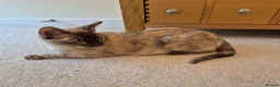 Burmese cats for sale: Gorgeous Chocolate Tortie Adult Female Burmese - Advert 1