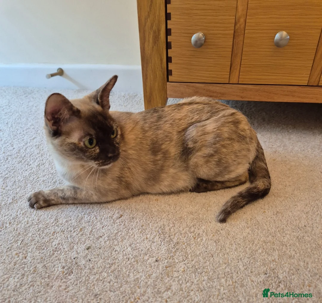 Burmese cats for sale: Gorgeous Chocolate Tortie Adult Female Burmese - Advert 1