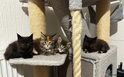 Maine Coon cats for sale: Maine coon kittens - Image 1