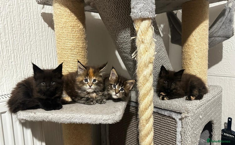 Maine Coon cats - Advert 2