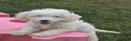 Mini Goldendoodle dogs for sale: Adorable goldedoodles  - Advert 4