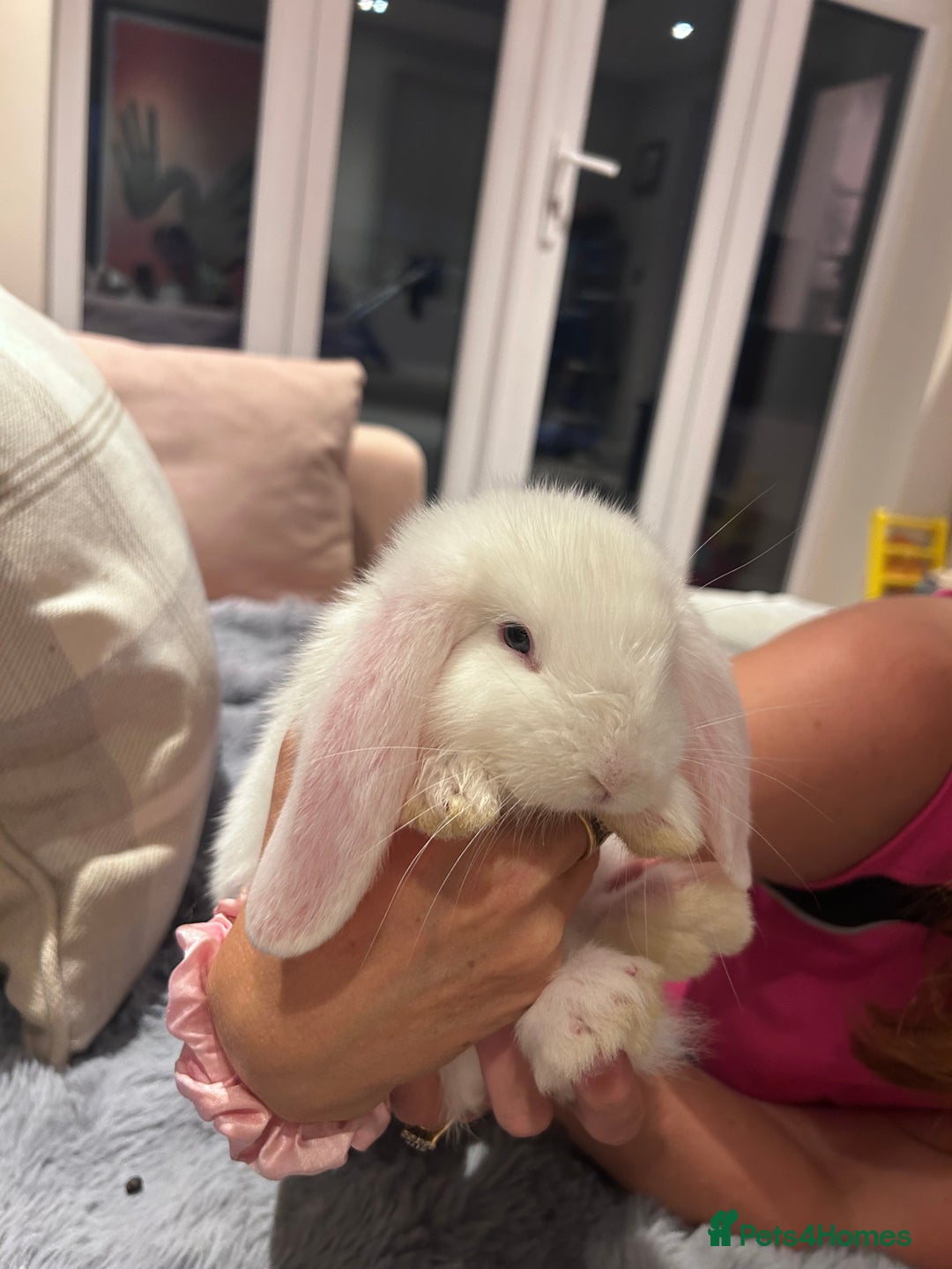 French Lop rabbits for sale: Pure bred French lop bunnies - Image 22