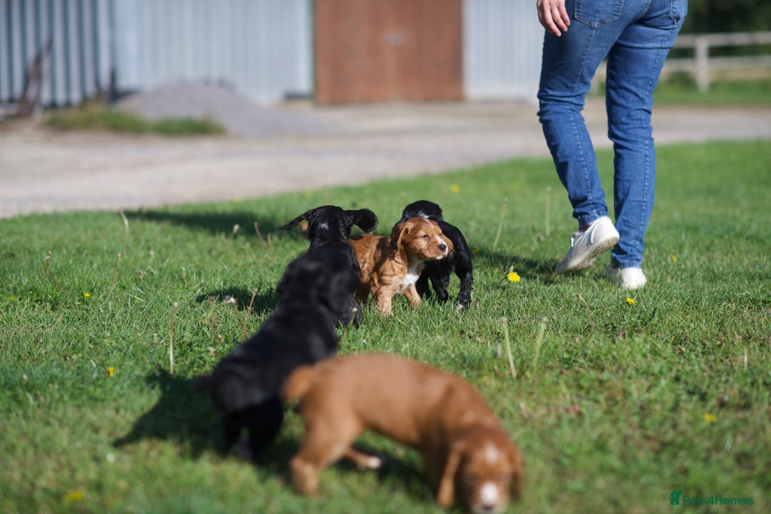 Cocker Spaniel dogs for sale: KC Reg – Fully Health Tested – Working Cocker Pups - Image 19