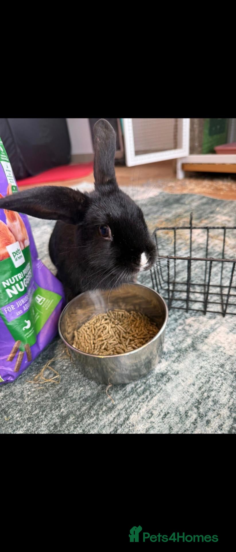 Mixed Breed rabbits Sister rabbits for sale  - Advert 1