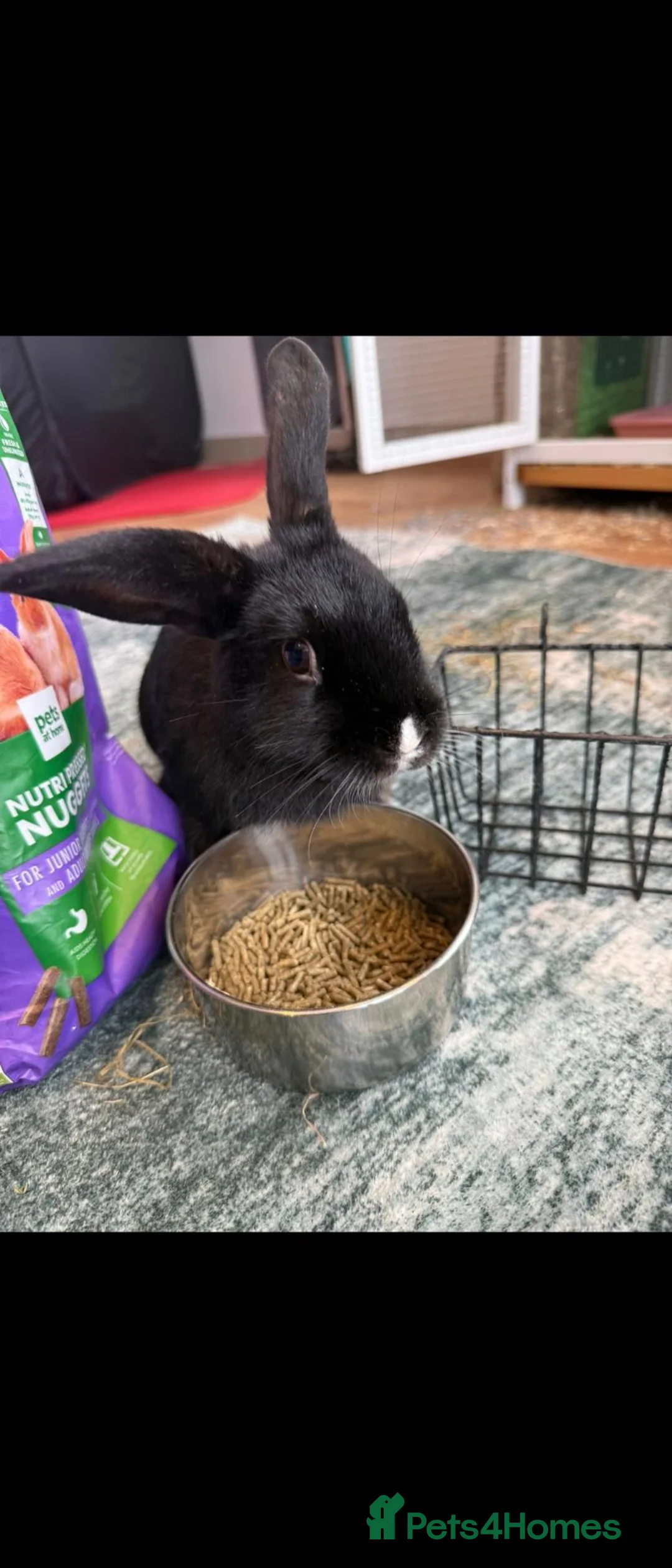 Mixed Breed rabbits for sale: Sister rabbits for sale  - Advert 1