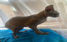 Sphynx cats for sale: Sphinx kitten ready now - Image 5