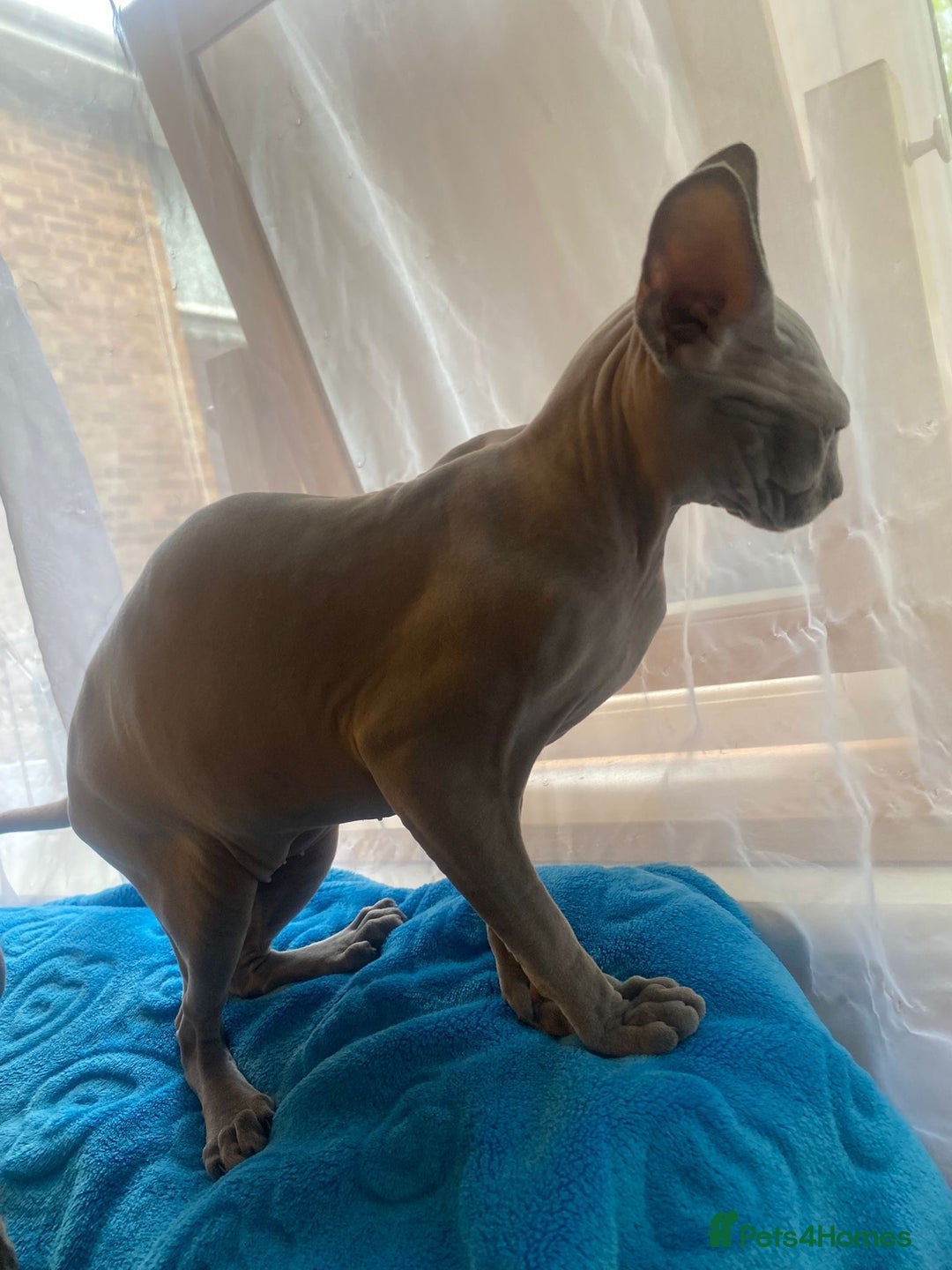 Sphynx cats for sale: Sphinx kitten ready now - Image 5