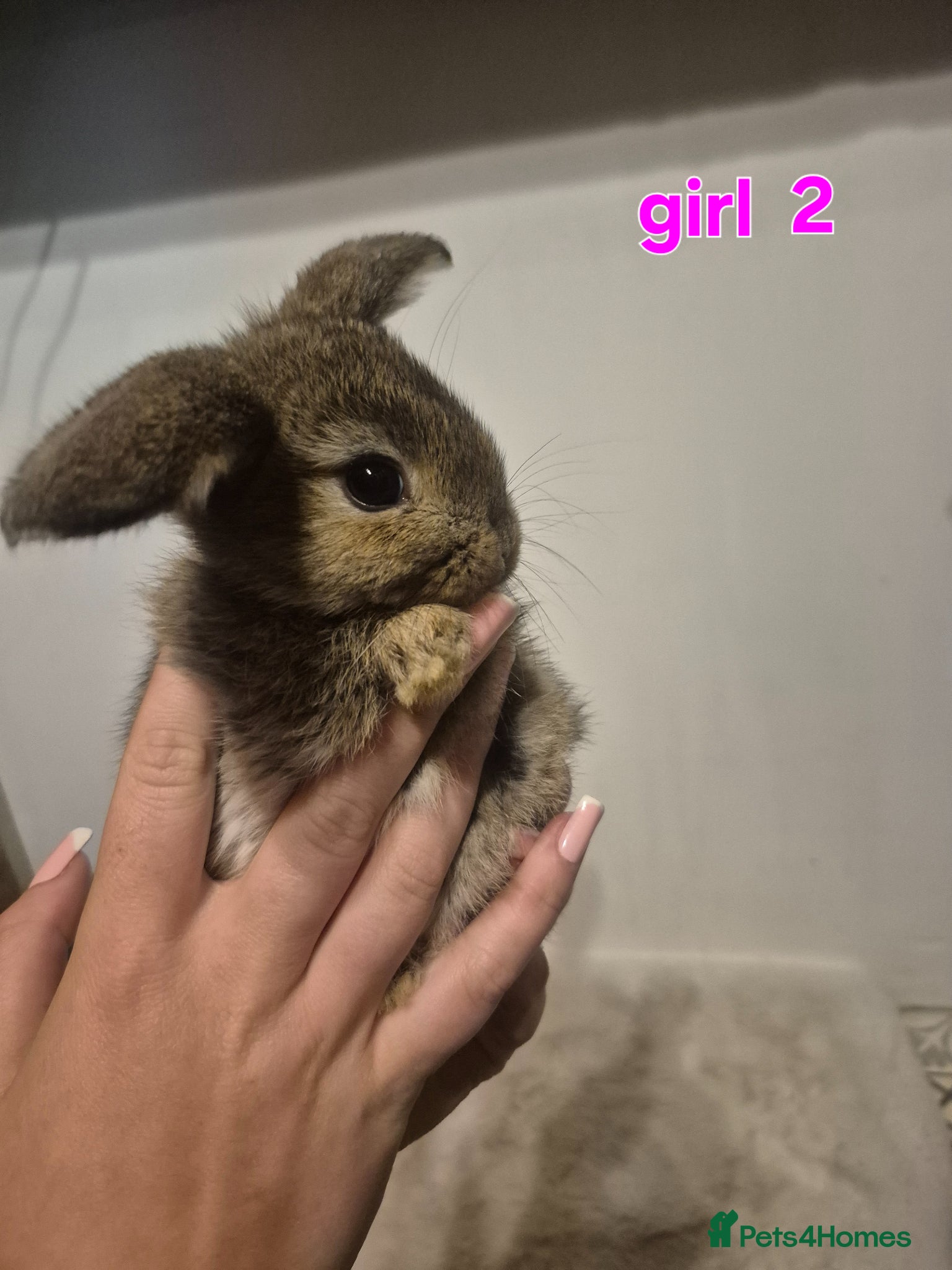 Mini Lop rabbits Mini lop babys for sale  - Advert 1