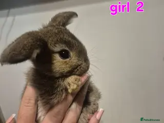 Mini Lop rabbits Mini lop babys for sale - Advert 1