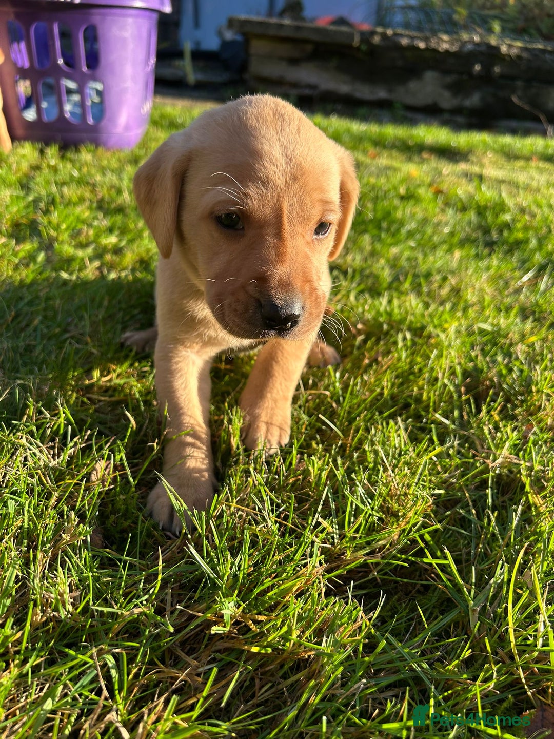 Labrador Retriever dogs for sale: Fox Red Labrador Puppies for Sale - Advert 22