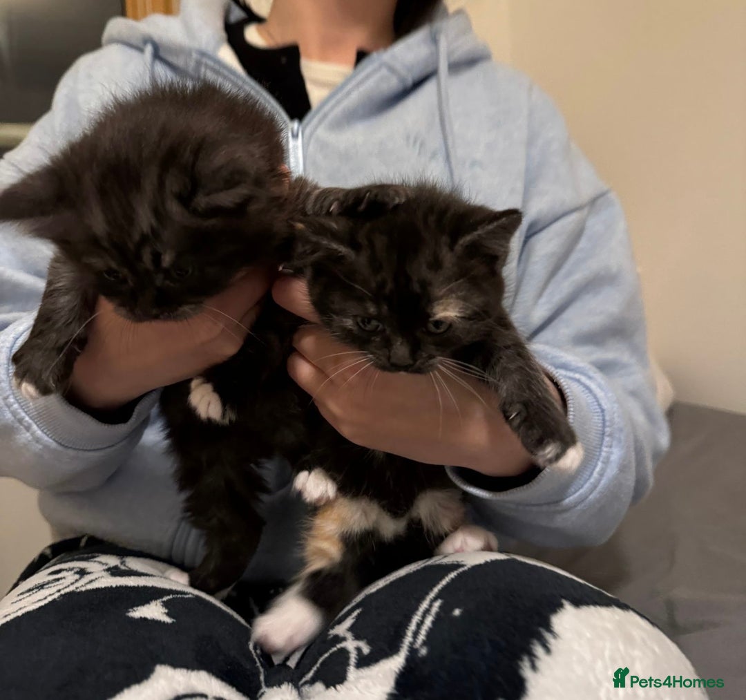 Mixed Breed cats for sale: Half blood British Shorthair Kittens - Advert 4